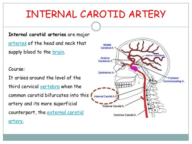 Major Arteries of the Head and Neck