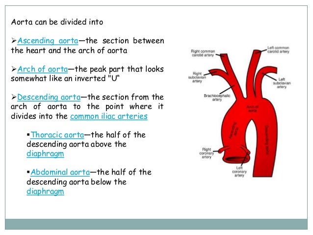 Major Arteries of the Head and Neck