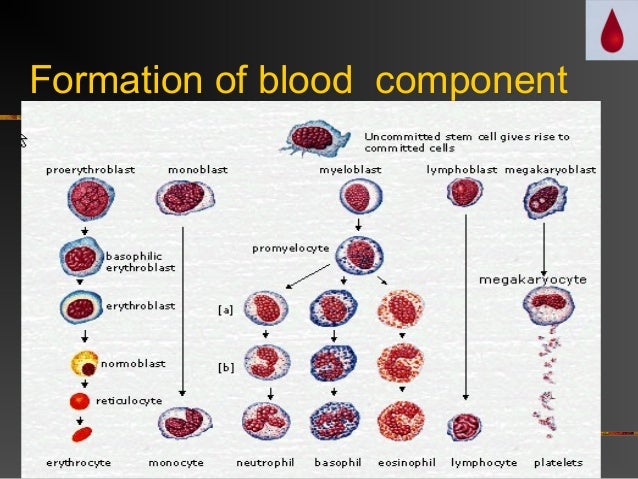 Human Physiology or Blood physiology