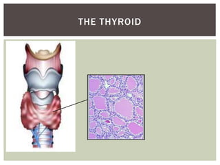 THE THYROID
 