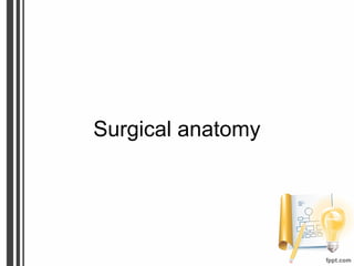 Surgical anatomy
 