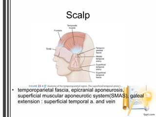 Scalp
• temporoparietal fascia, epicranial aponeurosis,
superficial muscular aponeurotic system(SMAS), galeal
extension : superficial temporal a. and vein
 