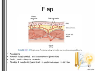 Flap
• Angiosome
• Anterior aspect of face : musculocutaneous perforators
• Scalp : fasciocutaneous perforator
• Fix skin  mobile skin(superficial)  subdermal plexus  skin flap
 