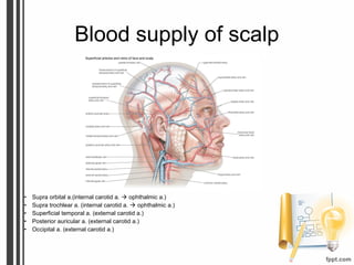 Blood supply of scalp
• Supra orbital a.(internal carotid a.  ophthalmic a.)
• Supra trochlear a. (internal carotid a.  ophthalmic a.)
• Superficial temporal a. (external carotid a.)
• Posterior auricular a. (external carotid a.)
• Occipital a. (external carotid a.)
 