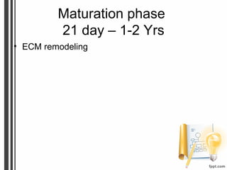 Maturation phase
21 day – 1-2 Yrs
• ECM remodeling
 