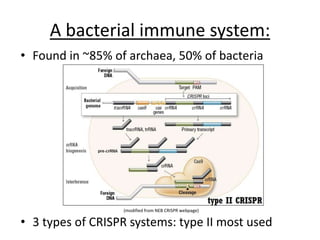 A bacterial immune system:
• Found in ~85% of archaea, 50% of bacteria
• 3 types of CRISPR systems: type II most used
(modified from NEB CRISPR webpage)
 