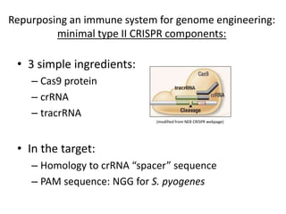 Repurposing an immune system for genome engineering:
minimal type II CRISPR components:
• 3 simple ingredients:
– Cas9 protein
– crRNA
– tracrRNA
• In the target:
– Homology to crRNA “spacer” sequence
– PAM sequence: NGG for S. pyogenes
(modified from NEB CRISPR webpage)
 
