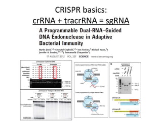 CRISPR basics:
crRNA + tracrRNA = sgRNA
 