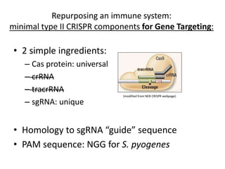 Repurposing an immune system:
minimal type II CRISPR components for Gene Targeting:
• 2 simple ingredients:
– Cas protein: universal
– crRNA
– tracrRNA
– sgRNA: unique
• Homology to sgRNA “guide” sequence
• PAM sequence: NGG for S. pyogenes
(modified from NEB CRISPR webpage)
 