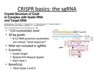 CRISPR basics: the sgRNA
• ~124 nucleotides total
• 20 bp guide:
• 8-12 PAM-proximal nucleotides
are critical: “seed sequence”
• PAM not included in sgRNA
• Essential:
• Guide:Target
• Repeat:Anti-Repeat duplex
• Stem loop 1
• Beneficial:
• Stem loops 2 and 3
 