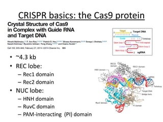 CRISPR basics: the Cas9 protein
• ~4.3 kb
• REC lobe:
– Rec1 domain
– Rec2 domain
• NUC lobe:
– HNH domain
– RuvC domain
– PAM-interacting (PI) domain
 