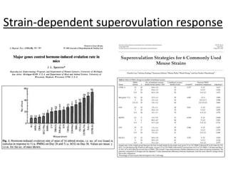 Strain-dependent superovulation response
 