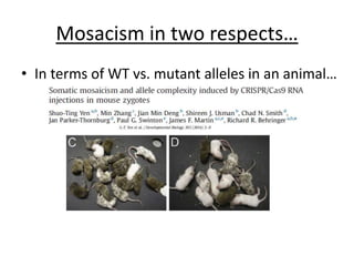 Mosacism in two respects…
• In terms of WT vs. mutant alleles in an animal…
 