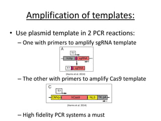 Amplification of templates:
• Use plasmid template in 2 PCR reactions:
– One with primers to amplify sgRNA template
– The other with primers to amplify Cas9 template
– High fidelity PCR systems a must
(Harms et al. 2014)
(Harms et al. 2014)
 