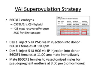 VAI Superovulation Strategy
• B6C3F2 embryos
– C57BL/6J x C3H hybrid
– ~28 eggs recovered/mouse
– 85% fertilization rate
• Day 1: inject 5 IU PMS via IP injection into donor
B6C3F1 females at 1:00 pm
• Day 3: inject 5 IU HCG via IP injection into donor
B6C3F1 females at 11:00 am; mate immediately
• Mate B6D2F1 females to vasectomized males for
pseudopregnant mothers at 3:00 pm (no hormones)
 