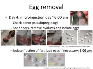 • Day 4: microinjection day ~6:00 am
– Check donor pseudopreg plugs
– Sac donors, remove oviducts and isolate eggs
Nature Protocols 2, 1206 - 1215 (2007) Published online: 10 May 2007
– Isolate fraction of fertilized eggs if necessary: 9:00 am
http://card.medic.kumamoto-u.ac.jp/card/english/sigen/manual/mouseivf.html
Egg removal
 