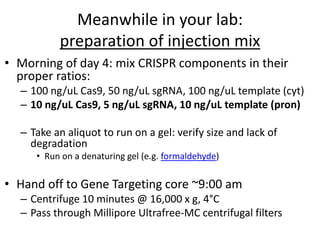 Meanwhile in your lab:
preparation of injection mix
• Morning of day 4: mix CRISPR components in their
proper ratios:
– 100 ng/uL Cas9, 50 ng/uL sgRNA, 100 ng/uL template (cyt)
– 10 ng/uL Cas9, 5 ng/uL sgRNA, 10 ng/uL template (pron)
– Take an aliquot to run on a gel: verify size and lack of
degradation
• Run on a denaturing gel (e.g. formaldehyde)
• Hand off to Gene Targeting core ~9:00 am
– Centrifuge 10 minutes @ 16,000 x g, 4°C
– Pass through Millipore Ultrafree-MC centrifugal filters
 