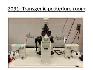 2091: Transgenic procedure room
 