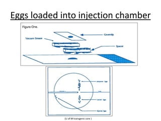 Eggs loaded into injection chamber
(U of M transgenic core )
 