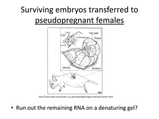Surviving embryos transferred to
pseudopregnant females
http://card.medic.kumamoto-u.ac.jp/card/english/sigen/manual/transfer.html
• Run out the remaining RNA on a denaturing gel?
 