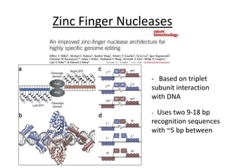 Zinc Finger Nucleases
- Based on triplet
subunit interaction
with DNA
- Uses two 9-18 bp
recognition sequences
with ~5 bp between
 