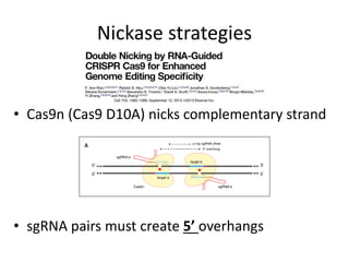 Nickase strategies
• Cas9n (Cas9 D10A) nicks complementary strand
• sgRNA pairs must create 5’ overhangs
 