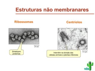 Estruturas não membranares Sintetizam proteínas Ribossomas Intervêm na divisão das  células animais e plantas inferiores Centríolos voltar 