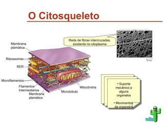 O Citosqueleto Rede de fibras intercruzadas, existente no citoplasma Suporte mecânico a alguns organelos Movimentos  de organelos voltar Mitocôndria Microfilamentos Microtúbulo Filamentos Intermediários RER Ribossomas Membrana plamática Membrana plamática 