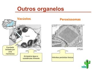 Outros organelos Armazena água e  substâncias minerais Hidrolisa peróxidos tóxicos voltar Cavidade limitada por uma membrana Armazena água e  substâncias minerais Peroxissomas Vacúolos 