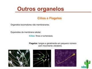 Outros organelos Cílios e Flagelos Organelos locomotores não membranares; Expansões da membrana celular; Cílios : finos e numerosos; Flagelos : longos e geralmente em pequeno número  com movimento vibratório. voltar 