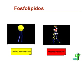 Fosfolípidos Modelo Esquemático Modelo Molecular voltar 