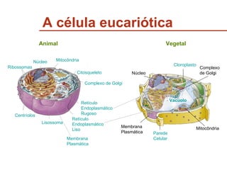 A célula eucariótica Animal Vegetal Núcleo Ribossomas Mitocôndria Retículo Endoplasmático Rugoso Lisossoma Centríolos Retículo Endoplasmático Liso Membrana Plasmática Citosqueleto Complexo de Golgi Vacúolo Complexo  de Golgi Cloroplasto Núcleo Membrana Plasmática Parede  Celular Mitocôndria 