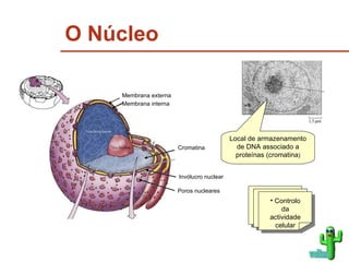 O Núcleo Local de armazenamento de DNA associado a proteínas (cromatina ) voltar Controlo da actividade celular Poros nucleares Invólucro nuclear Cromatina Membrana externa Membrana interna 