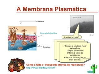 A Membrana Plasmática Invisível ao MOC voltar Separa a célula do meio extracelular regula o tráfico de entrada e saída de substâncias Recebe informações do meio externo. Bicamada fosfolipídica Proteínas Colesterol Como é feito o  transporte através da membrana? http://www.thelifewire.com 