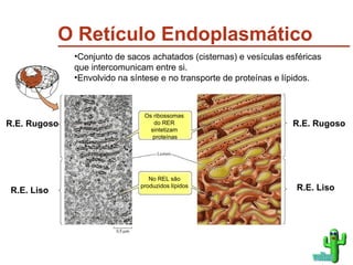 O Retículo Endoplasmático R.E. Rugoso R.E. Rugoso R.E. Liso R.E. Liso Os ribossomas  do RER  sintetizam  proteínas No REL são produzidos lípidos voltar Conjunto de sacos achatados (cisternas) e vesículas esféricas que intercomunicam entre si. Envolvido na síntese e no transporte de proteínas e lípidos. 