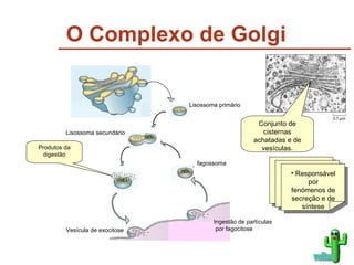 O Complexo de Golgi Conjunto de cisternas achatadas e de vesículas. Produtos da digestão Lisossoma secundário Lisossoma primário fagossoma Vesícula de exocitose Ingestão de partículas por fagocitose voltar Responsável por fenómenos de secreção e de síntese 
