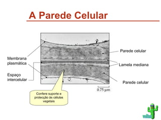 A Parede Celular voltar Confere suporte e protecção às células vegetais Parede celular Lamela mediana Espaço intercelular Membrana plasmática Parede celular 