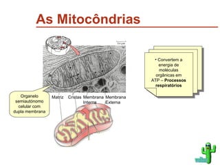 As Mitocôndrias Convertem a energia de moléculas orgânicas em ATP –  Processos respiratórios voltar Organelo semiautónomo celular com dupla membrana Matriz Cristas Membrana Interna Membrana Externa 