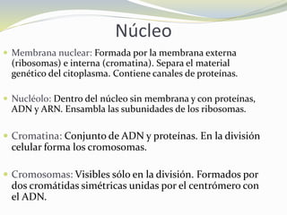 Núcleo
 Membrana nuclear: Formada por la membrana externa
(ribosomas) e interna (cromatina). Separa el material
genético del citoplasma. Contiene canales de proteínas.
 Nucléolo: Dentro del núcleo sin membrana y con proteínas,
ADN y ARN. Ensambla las subunidades de los ribosomas.
 Cromatina: Conjunto de ADN y proteínas. En la división
celular forma los cromosomas.
 Cromosomas: Visibles sólo en la división. Formados por
dos cromátidas simétricas unidas por el centrómero con
el ADN.
 
