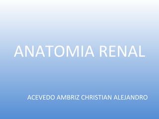 ANATOMIA RENAL
ACEVEDO AMBRIZ CHRISTIAN ALEJANDRO
 