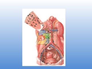 Nefro 02 Anatomia Renal