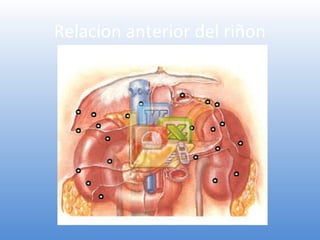 Relacion anterior del riñon
 