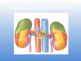 Nefro 02 Anatomia Renal | PPT