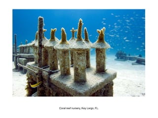 Coral reef nursery, Key Largo, FL.
 