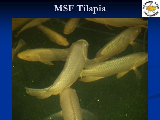 bdpp_pertemuan 2_aquaculture systems