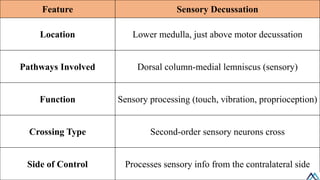 Ascending pathway / Ascending pathway .pdf