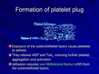 Formation of platelet plug




Exposure of the subendothelial layers cause platelets
to adhere.
They release ADP and TxA2, inducing further platelet
aggregation and activation
Adhesion requires von Willebrand factor (vWf) from
the subendothelial layers.
 