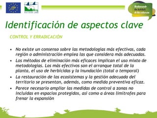CONTROL Y ERRADICACIÓN No existe un consenso sobre las metodologías más efectivas, cada región o administración emplea las que considera más adecuadas.  Los métodos de eliminación más eficaces implican el uso mixto de metodologías. Los más efectivos son el arranque total de la planta, el uso de herbicidas y la inundación (total o temporal) La restauración de los ecosistemas y la gestión adecuada del territorio se presentan, además, como medida preventiva eficaz. Parece necesario ampliar las medidas de control a zonas no incluidas en espacios protegidos, así como a áreas limítrofes para frenar la expansión Identificación de aspectos clave 