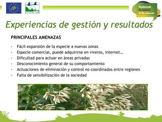 PRINCIPALES AMENAZAS Fácil expansión de la especie a nuevas zonas Especie comercial, puede adquirirse en viveros, internet… Dificultad para actuar en áreas privadas Desconocimiento general de su comportamiento Actuaciones de eliminación y control no coordinadas entre regiones  Falta de sensibilización de la sociedad Experiencias de gestión y resultados 