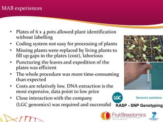 • Plates of 6 x 4 pots allowed plant identification
without labelling
• Coding system not easy for processing of plants
• Missing plants were replaced by living plants to
fill up gaps in the plates (cost), laborious
• Puncturing the leaves and expedition of the
plates was efficient
• The whole procedure was more time-consuming
than expected
• Costs are relatively low, DNA extraction is the
most expensive, data point to low price
• Close interaction with the company
(LGC genomics) was required and successful KASP - SNP Genotyping
MAB experiences
 
